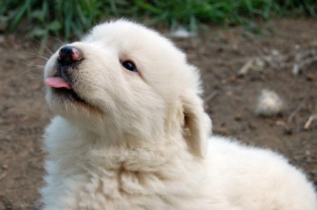 ����� ������ (12 ����)