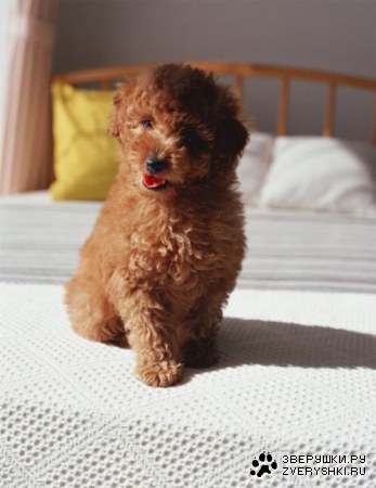 ����� ������ (12 ����)