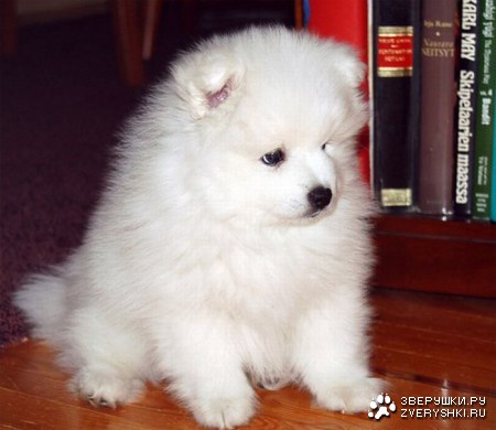 ����� ������ (12 ����)