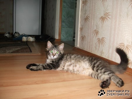 ������ :)