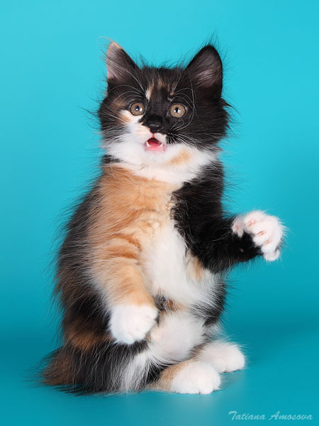 ���������� ������� (4 ����)