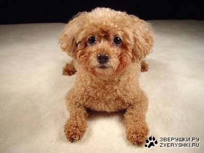 ������ ������� �� ����� �������� ;)