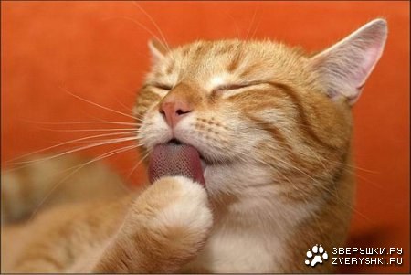 Самые необычные кошачьи повадки! Самые необычные кошачьи повадки!