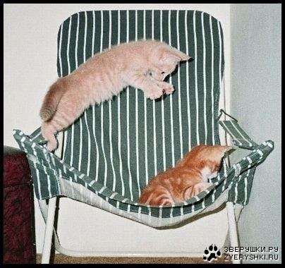 Самые необычные кошачьи повадки! Самые необычные кошачьи повадки!
