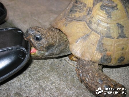 ������� ��������� :)