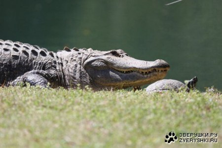 �������� � �������� (7 ����)