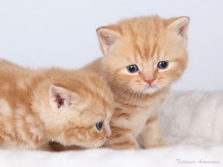 ����������� ��� ������������ ������ ;)