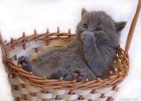 ������ � ������� (18 ����������)