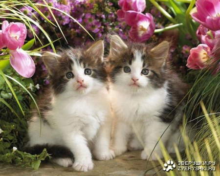 ������� (10 ����������)