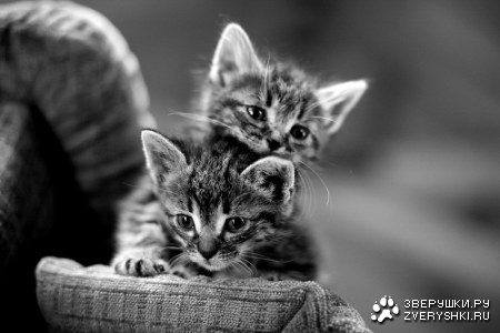 ������������� ��������� (8 ����)