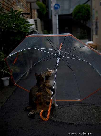 ������� � ������ (15 ����)