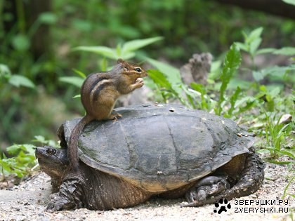 ������ �������� (14 ����)