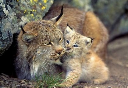 ������ �������� (14 ����)