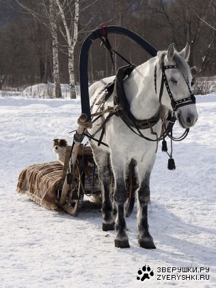 ������ �������� (14 ����)