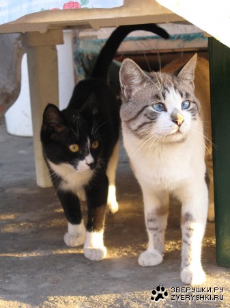 �������� �� �������! (13 ����)