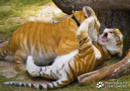 �������! :)