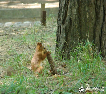 ��� ���� ������! :)