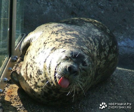 ������� �������� (7 ����)