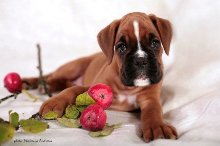 ������� (5 ����)