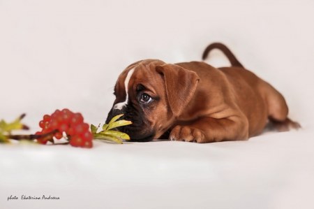 ������� (5 ����)