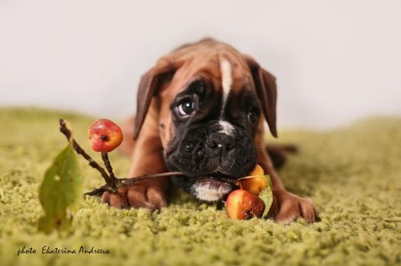 ������� (5 ����)