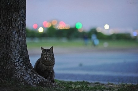 ������� � ������ (15 ����)