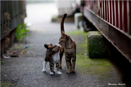 ������� � ������ (15 ����)