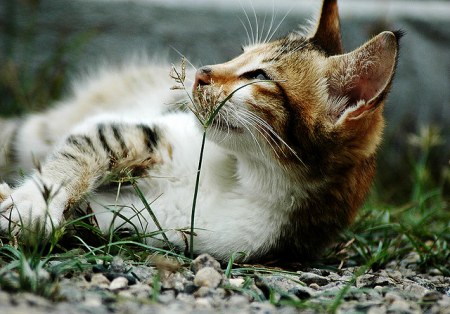 ������� � ������ (15 ����)