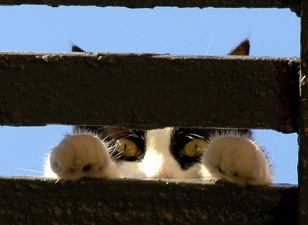 ������� � ������ (15 ����)