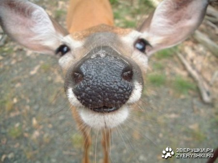 ������ �������� (14 ����)