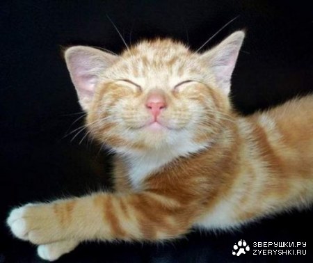 ������ �������� (14 ����)