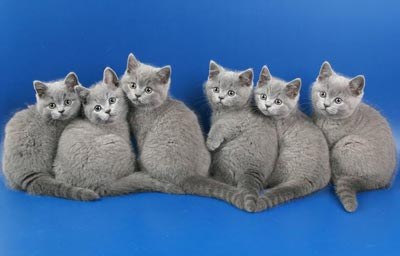 ��� ������ "����"? :)