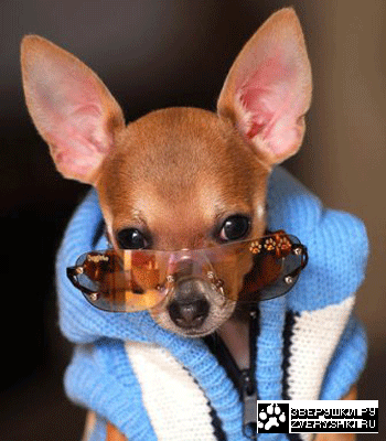 �������� :)