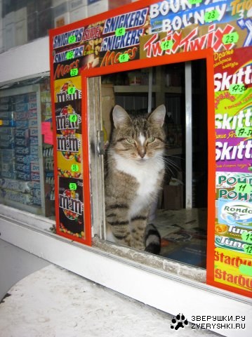 ����-�������� (14 ����)