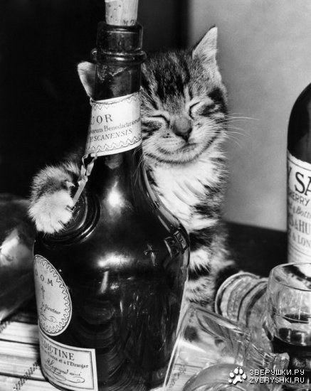 ������������� ����� ����� (21 ����)