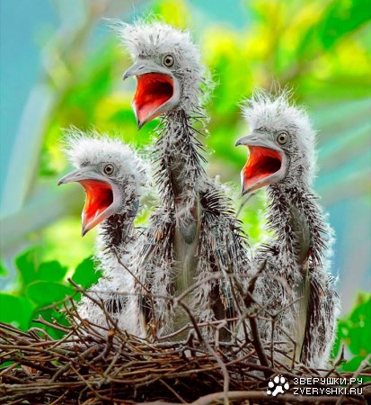 ���� ������� � ��� ������� :)