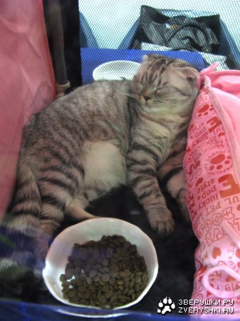 �������� "������ ������"