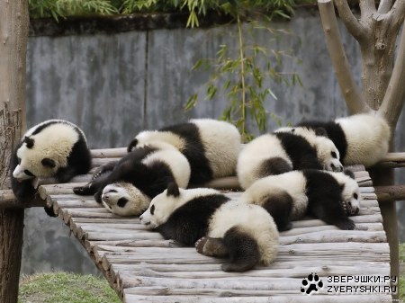 ������� :)