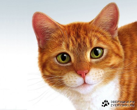 �������� ����� �� ������� ���� (9 ����)