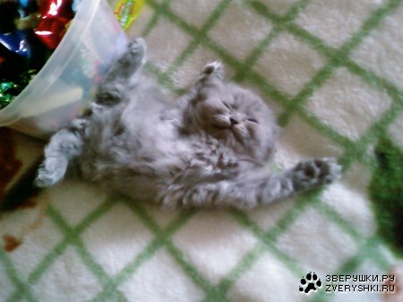 ��� ����� (7 ����)