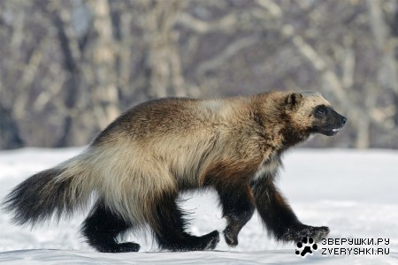 �������� - �������� � ������ �����