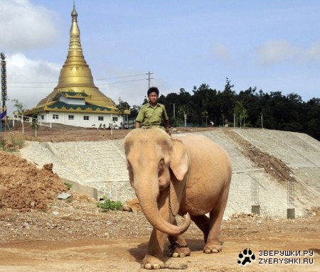 ����-�������� (3 ����)