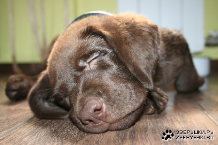 ��� - ���������� ��������!