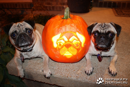 ���������� ������ ;)