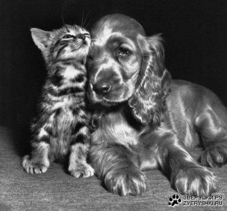 ������������� ����� ����� (21 ����)