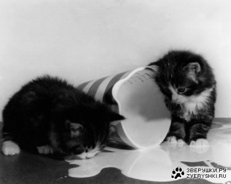 ������������� ����� ����� (21 ����)