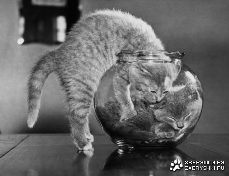 ������������� ����� ����� (21 ����)