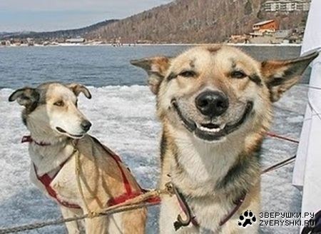 ������� �������� (6 ����)