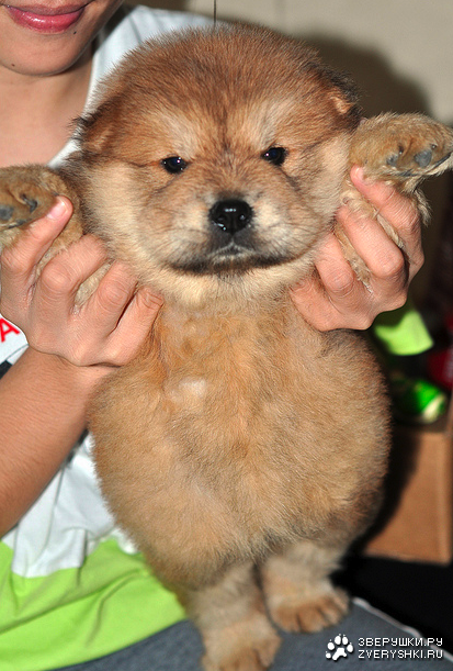 ���� ��������� :)