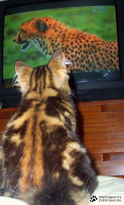 �������� ���� ����� �������� ��������� (23 ����)